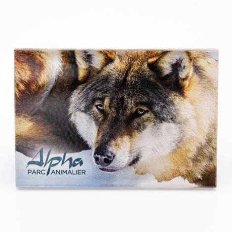 Magnet plexi "Loup Européen"