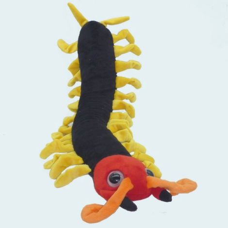 Bongoland centipède